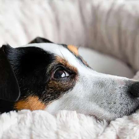 Ibis Budget Sud 2* 푸아티에