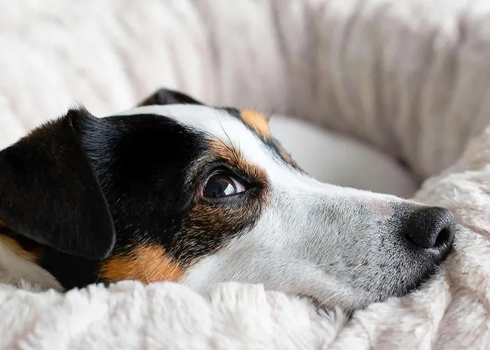 Ibis Budget Sud 2* Пуатье